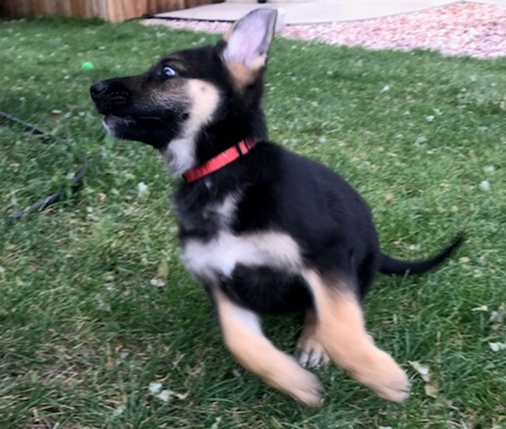 Hammitt Pups German Shepherd Picture