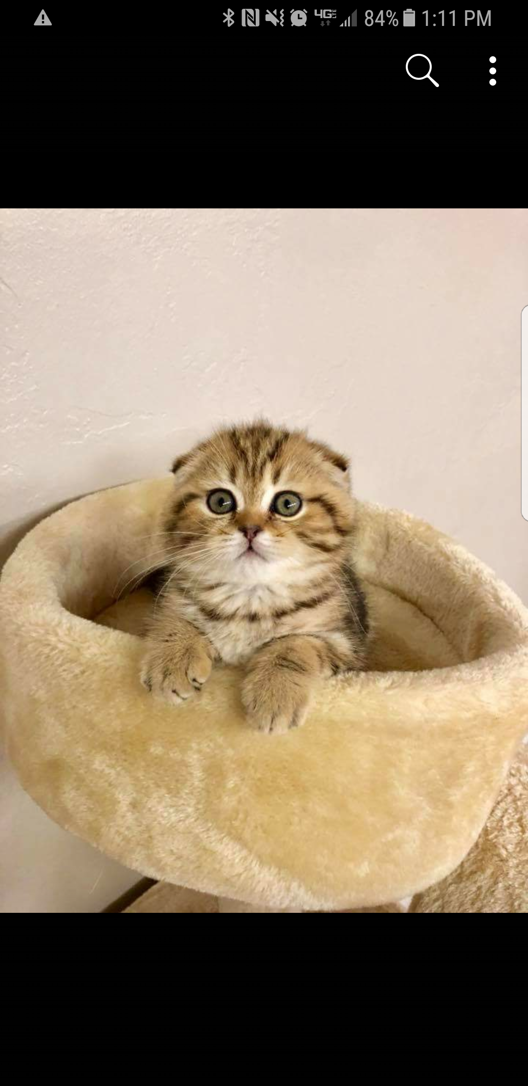 Scottish Fold Picture