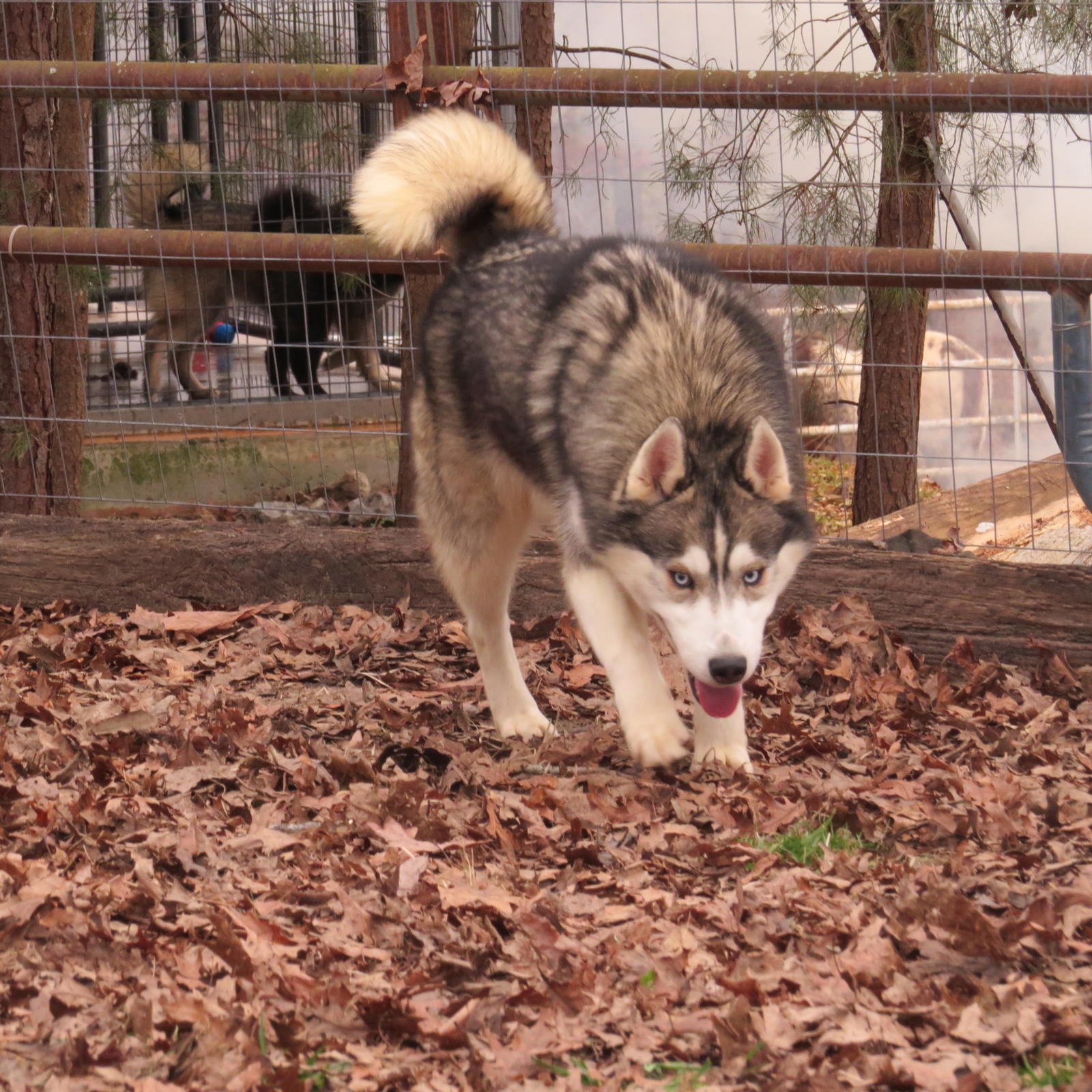 Chastains Huskies Siberian Husky Picture