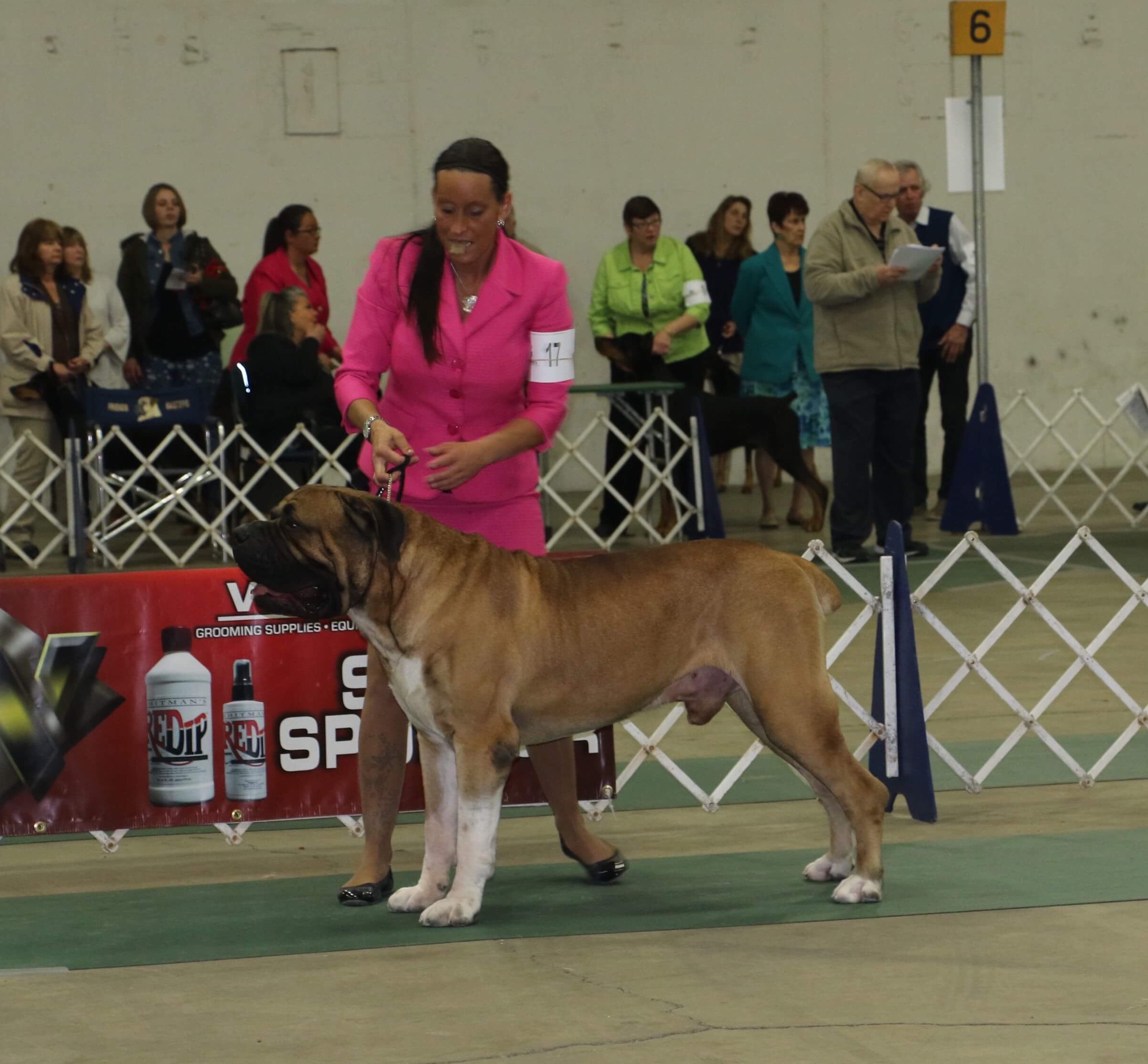 Qubitron Boerboel’s Boerboel Picture