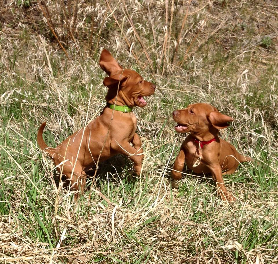 Red Sky Kennel Vizsla Picture