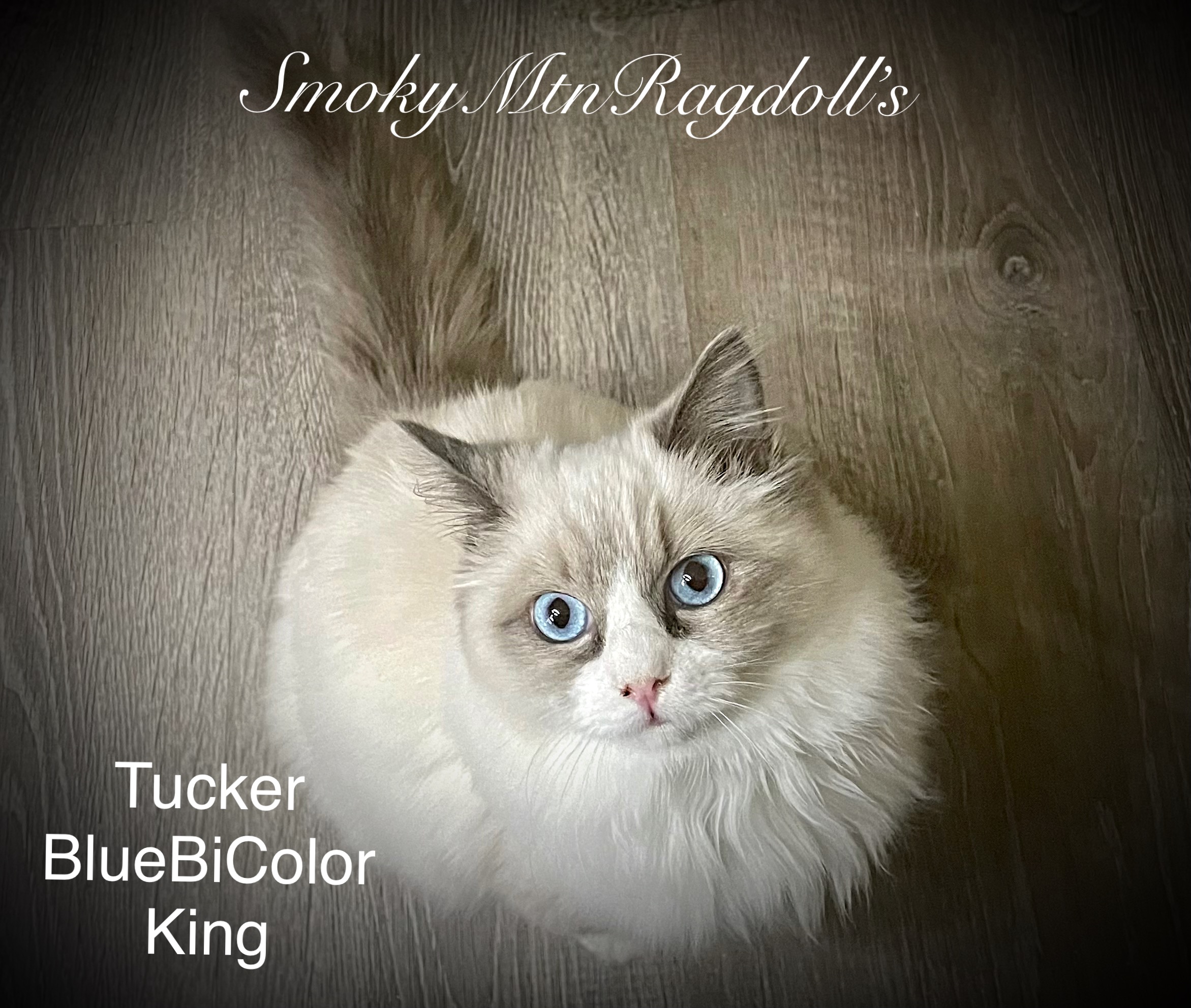 SmokyMtnRagdoll’s Ragdoll Picture