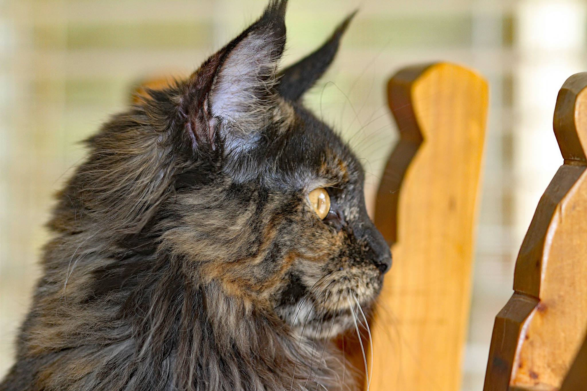 Whispurridge Cattery Maine Coon Picture