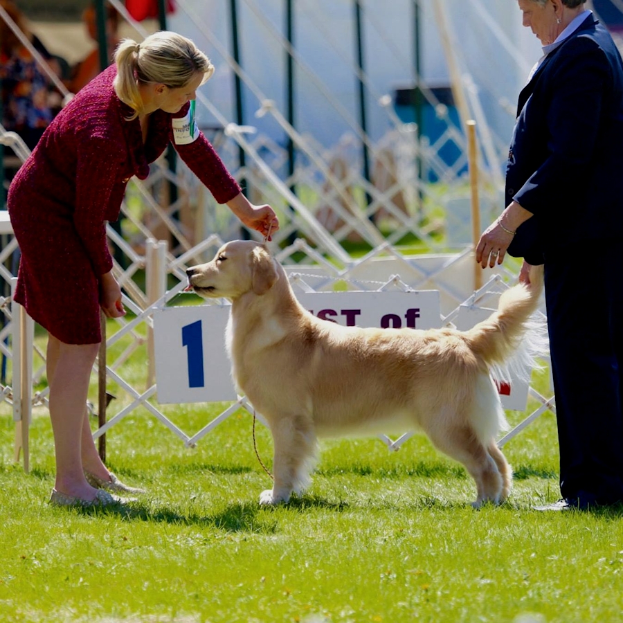 Royal River Retrievers Golden Retriever Picture