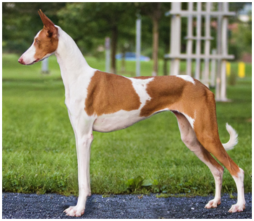 Abbaio Ibizan Hounds	 Ibizan Hound Picture