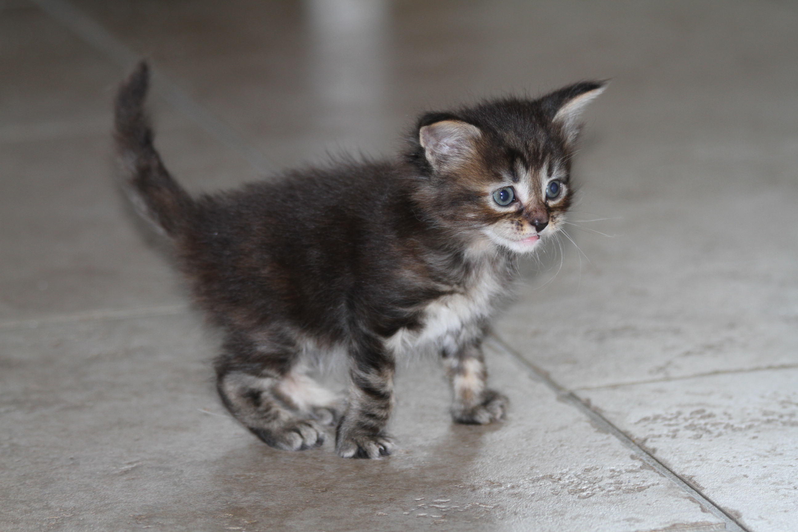 Maine Coon Picture