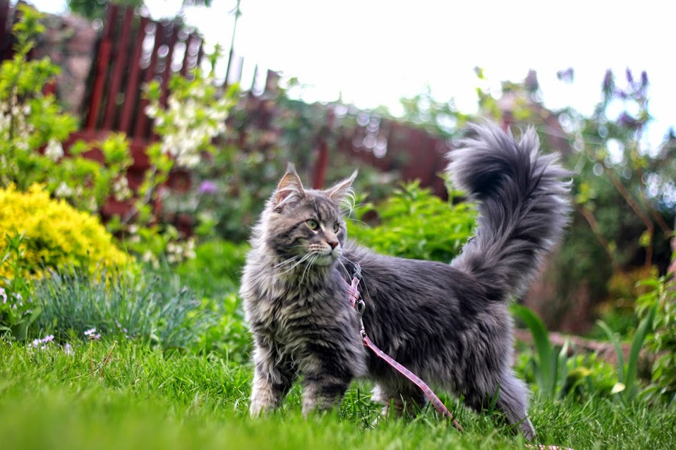 Mountain Fork Maine Coon Picture