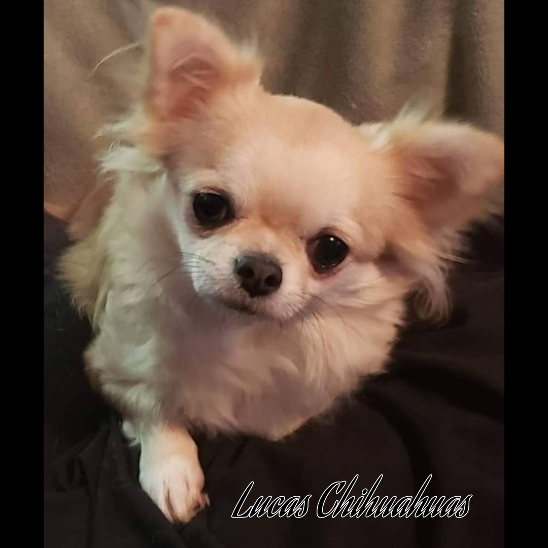 Lucas Chihuahuas Chihuahua Picture