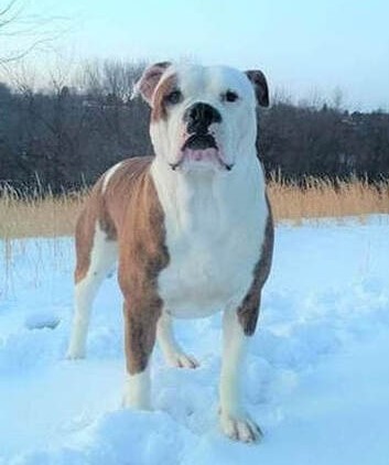 Alapaha Blue Blood Bulldog Picture