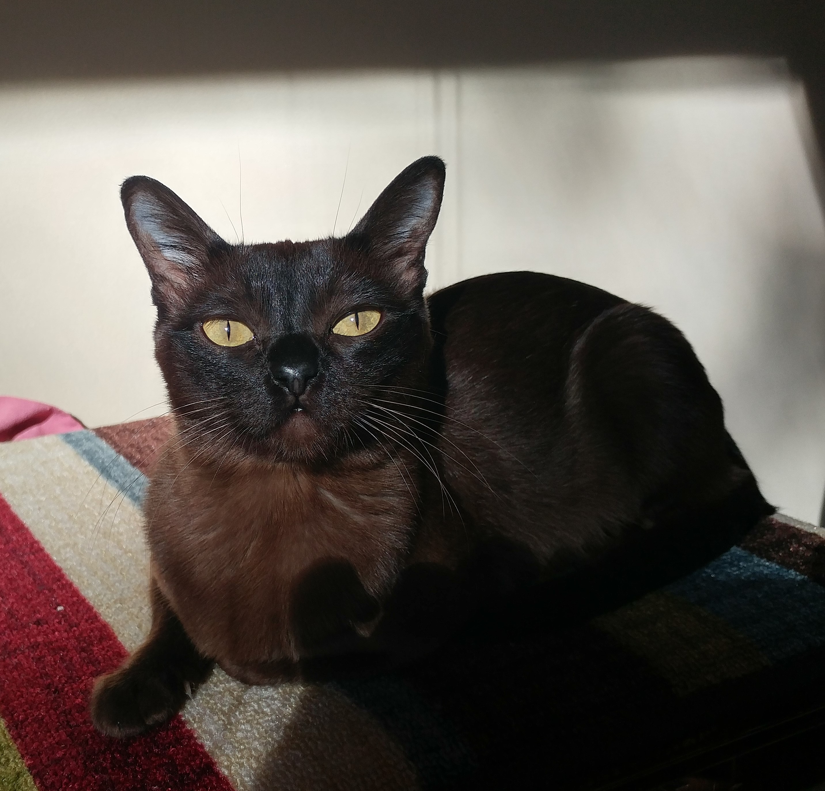 Rainbow Burmese Cattery Burmese Picture