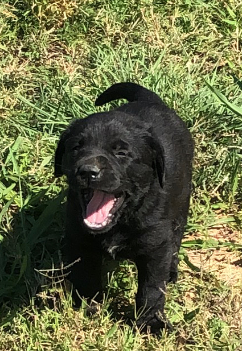 Martin Labradors of Houston Labrador Retriever Picture