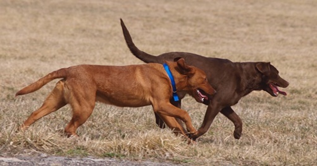 MOONLIGHTER LABRADORS Labrador Retriever Picture