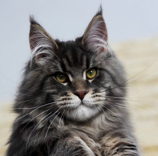 Mountain Fork Maine Coon Picture