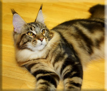 Stormytown Maine Coons Maine Coon Picture