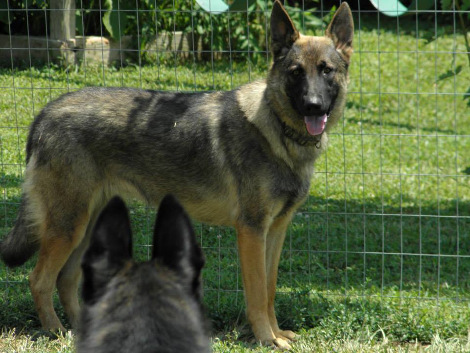 German Shepherd Picture