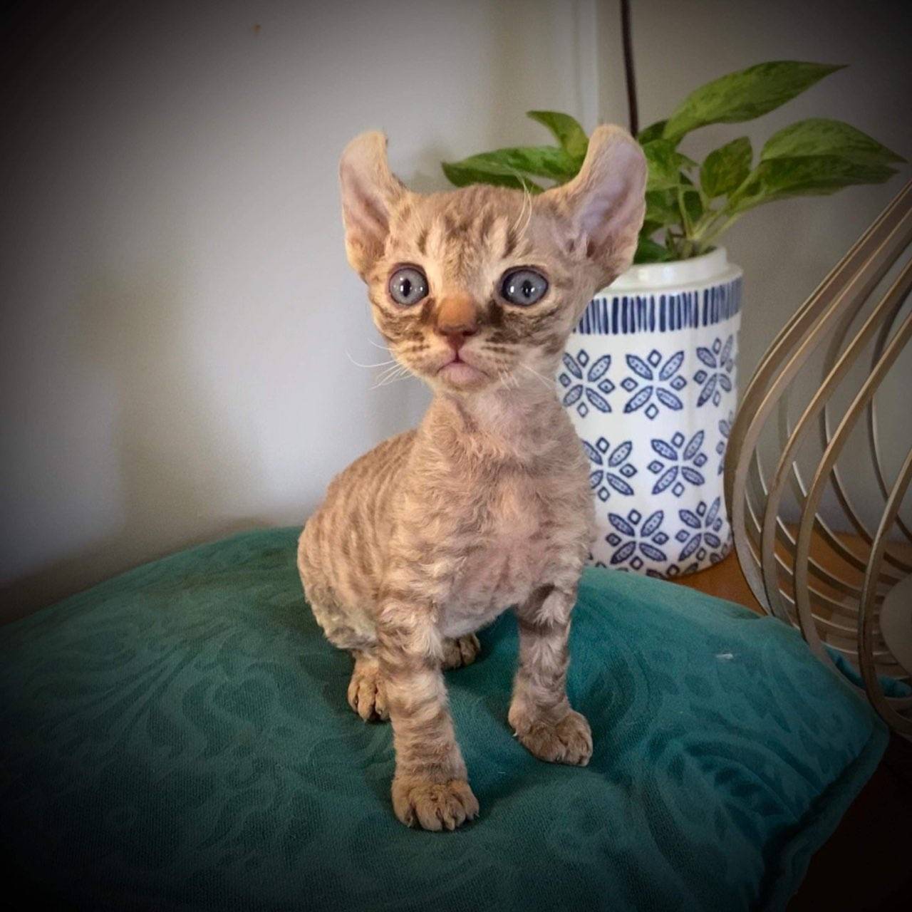 Atreyukatz Cattery, LLC Devon Rex Picture