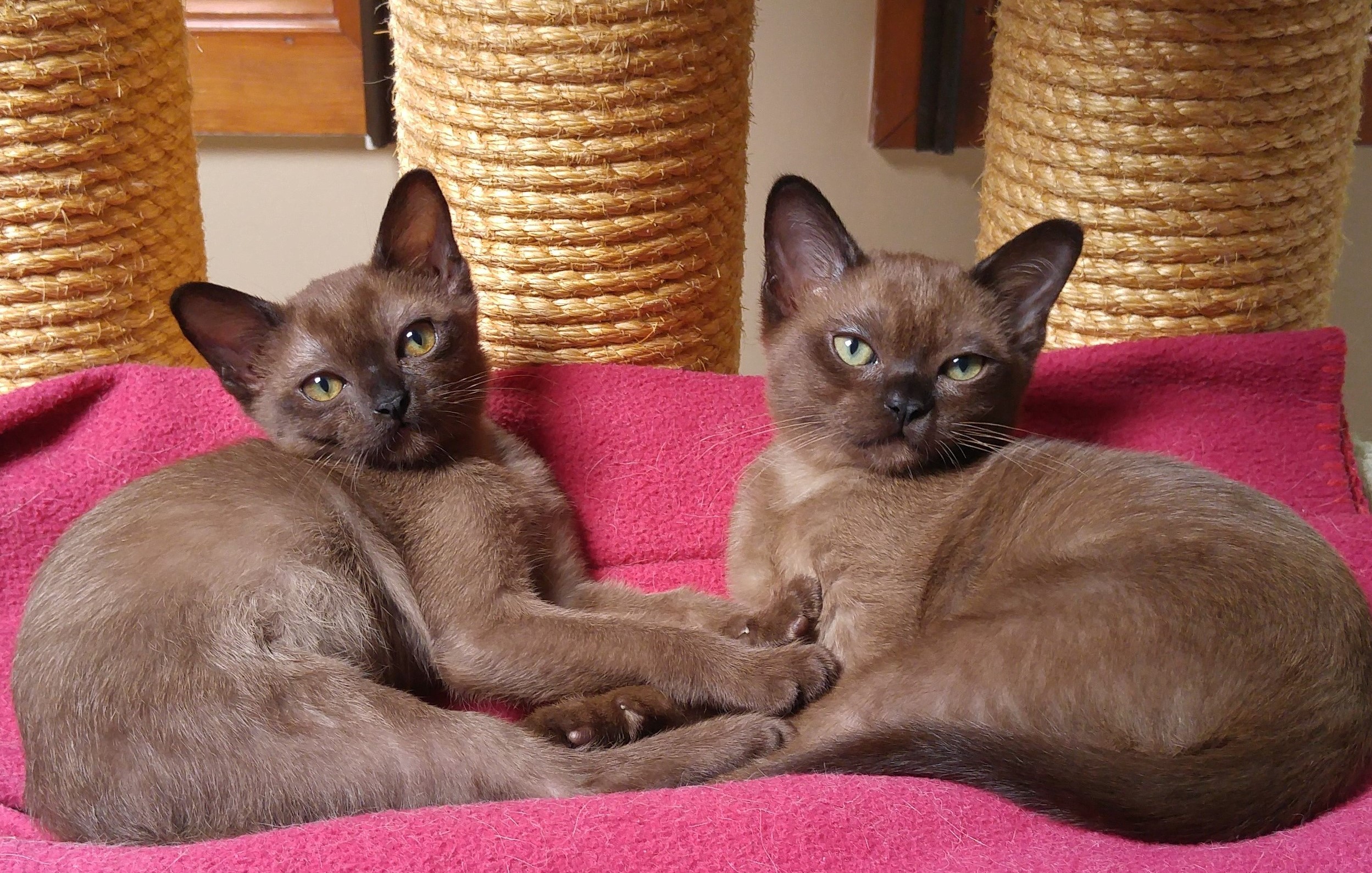 Rainbow Burmese Cattery Burmese Picture