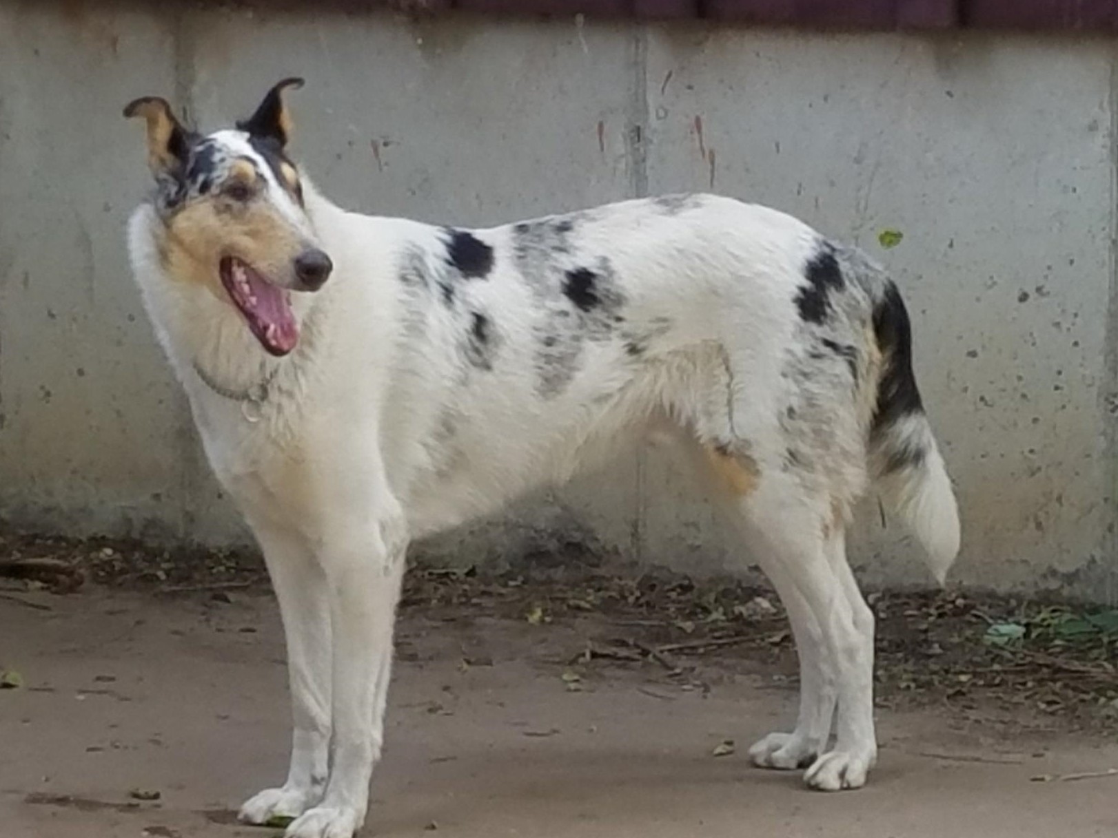 Duquesne Collies Collie Picture