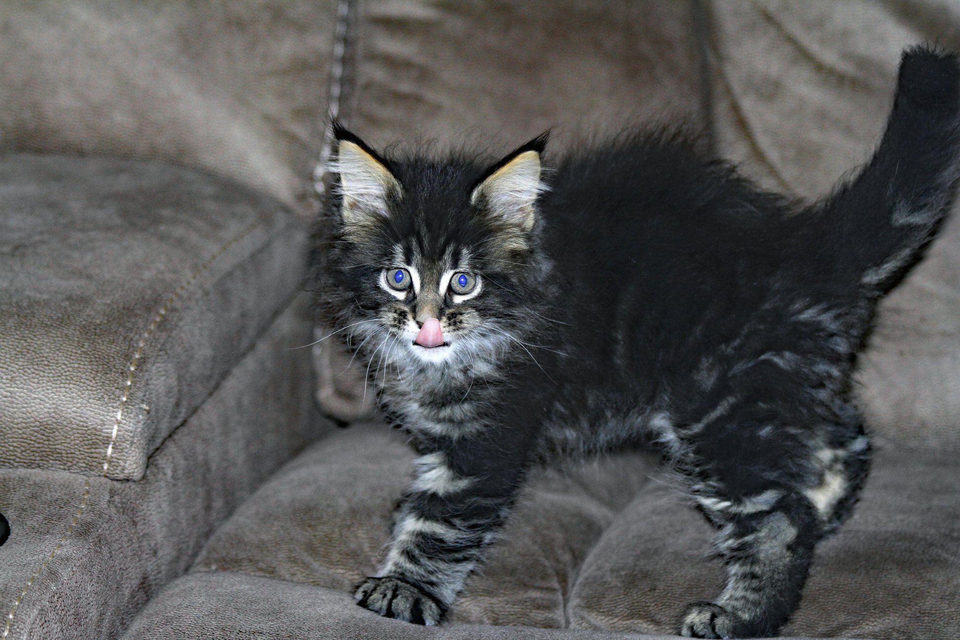 Whispurridge Cattery Maine Coon Picture