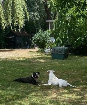 Rosebull Kennel American Bulldogs American Bulldog Picture