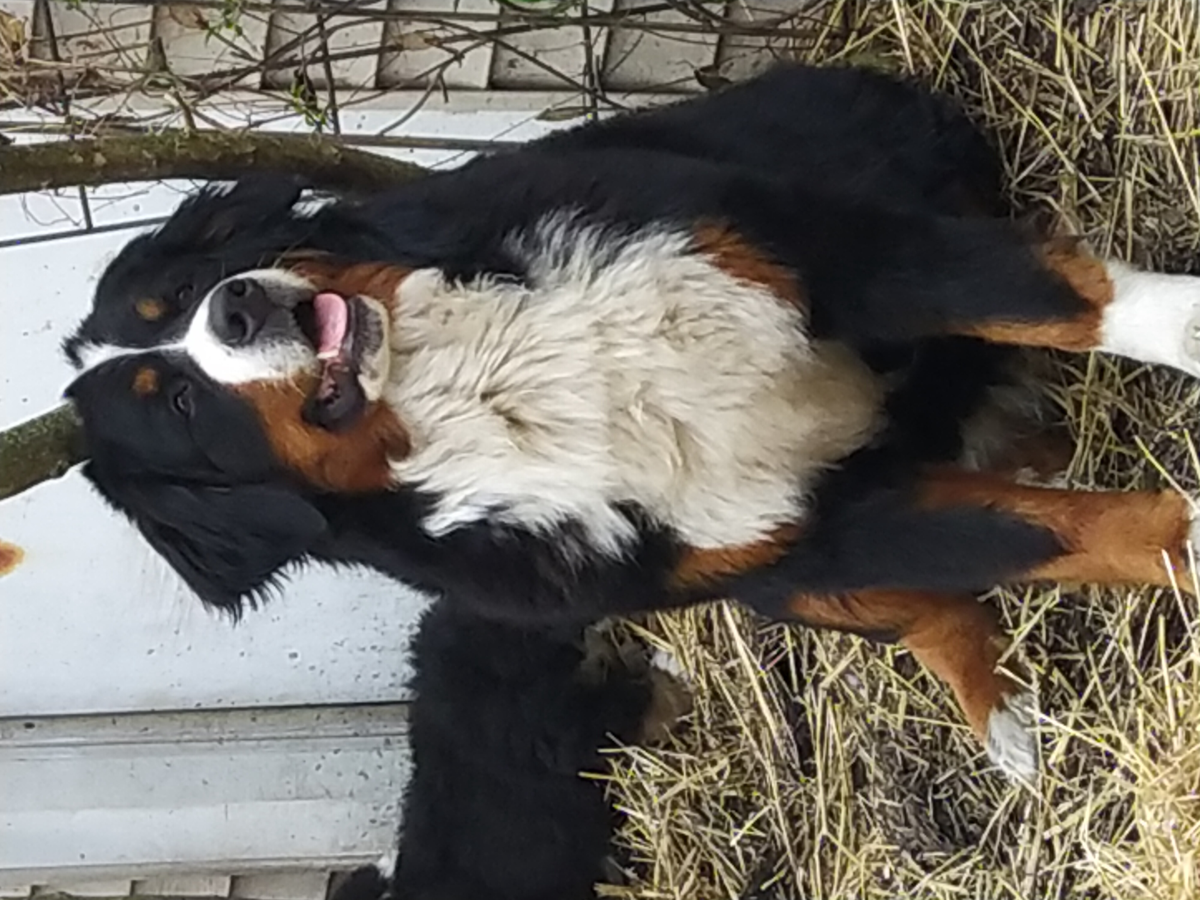 Bernese Mountain Dog Picture