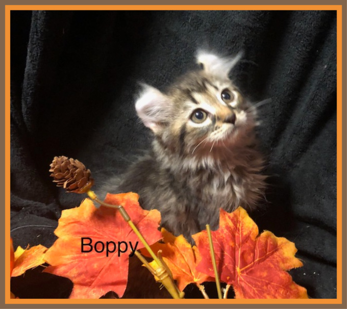 Forever Kittens Cattery American Bobtail Picture