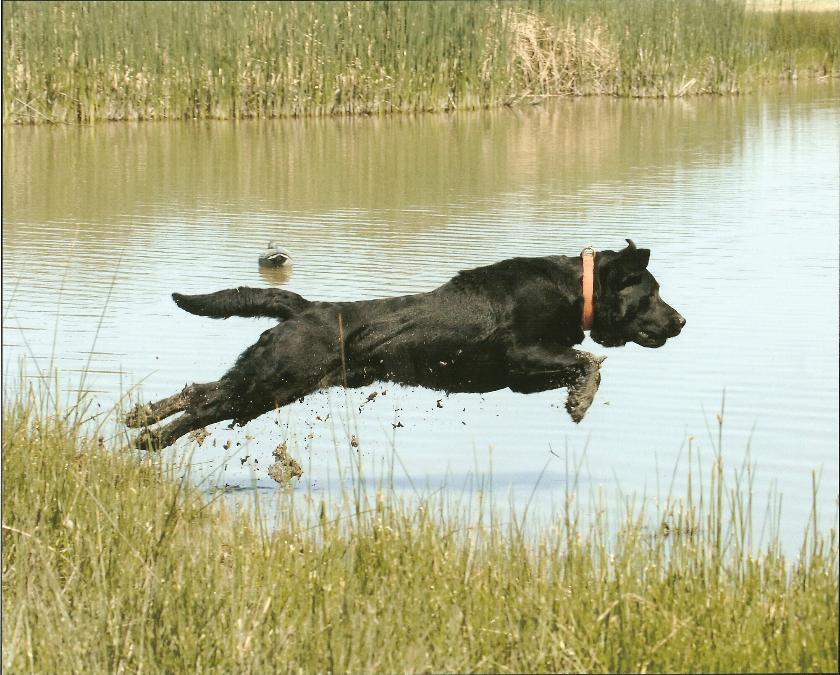 4K Labradors Labrador Retriever Picture