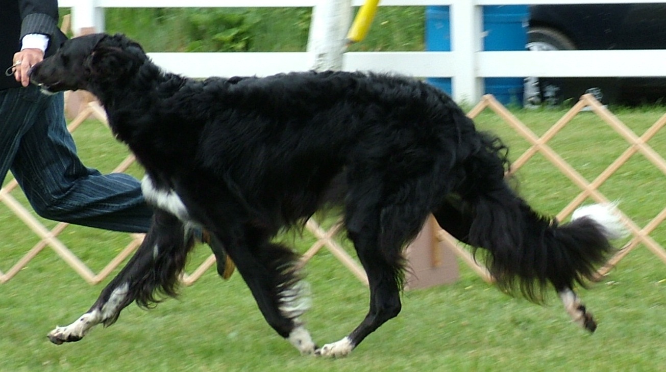 Secret Haven Kennel Borzoi Picture