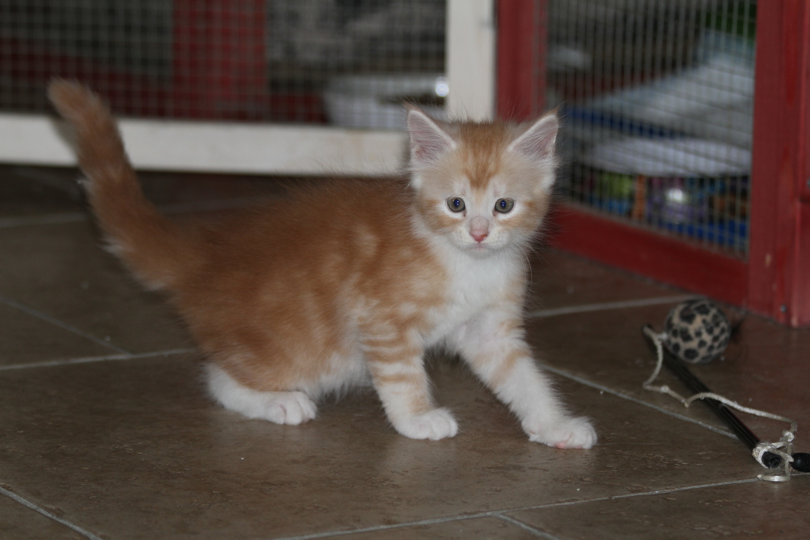 Whispurridge Cattery Maine Coon Picture