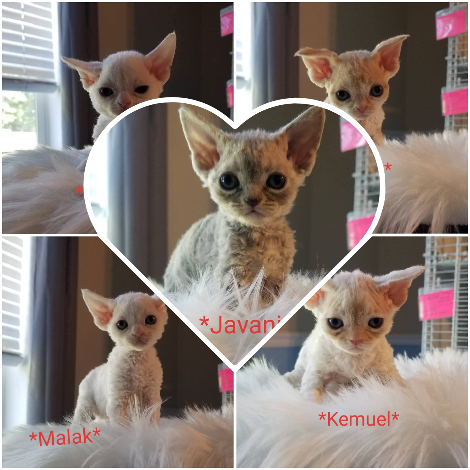 Atreyukatz Cattery, LLC Devon Rex Picture