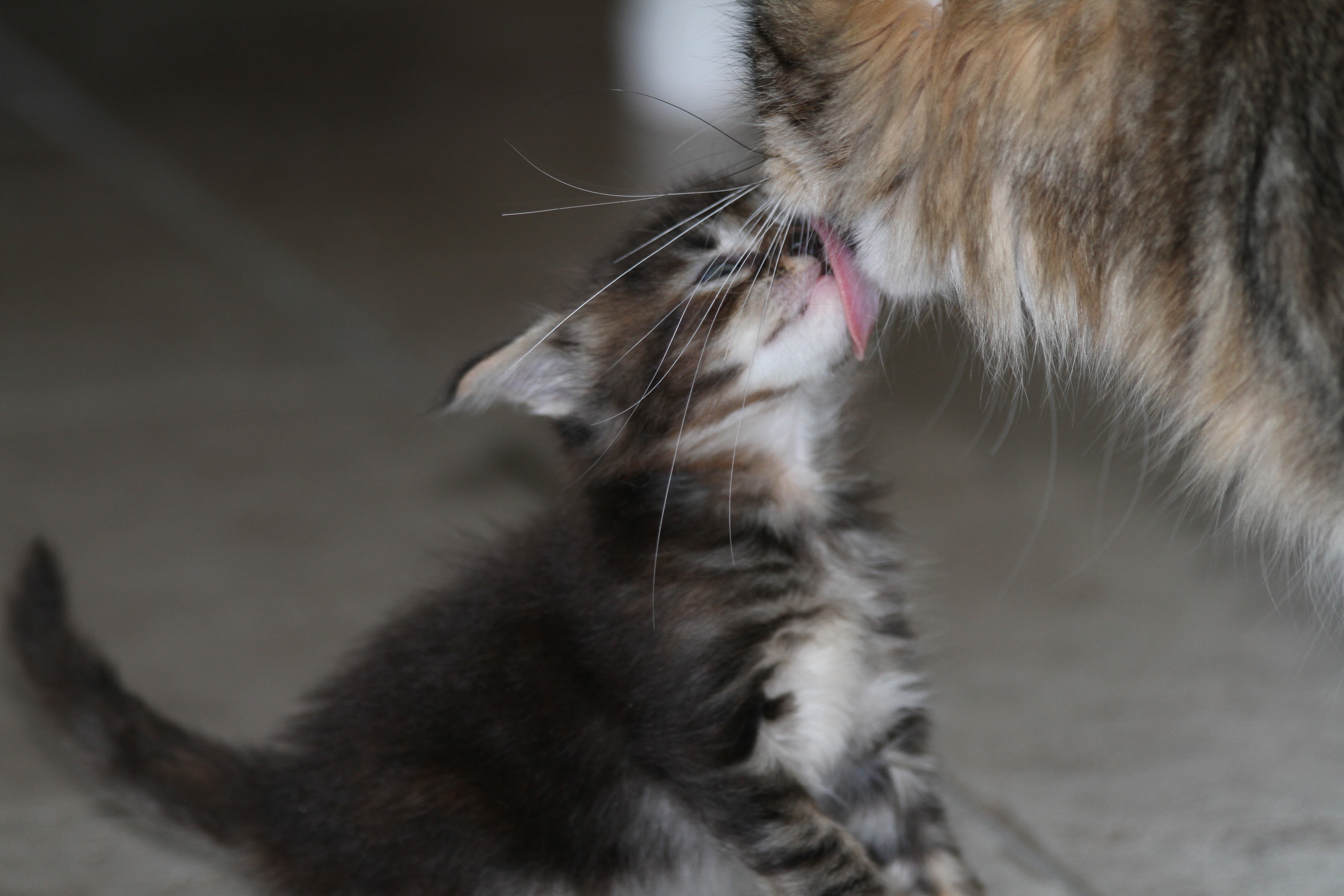 Whispurridge Cattery Maine Coon Picture