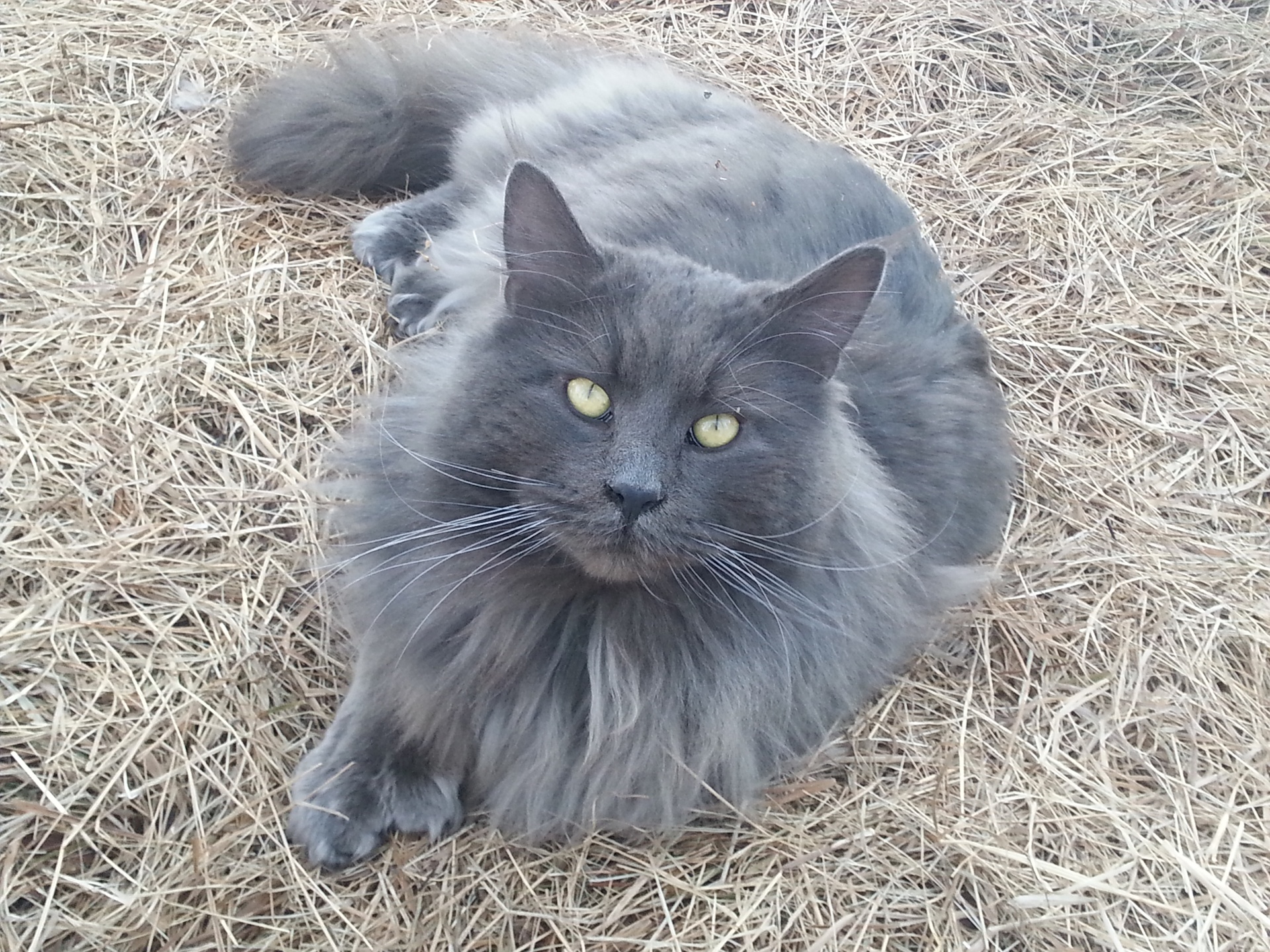 Amerikoons Maine Coons Maine Coon Picture