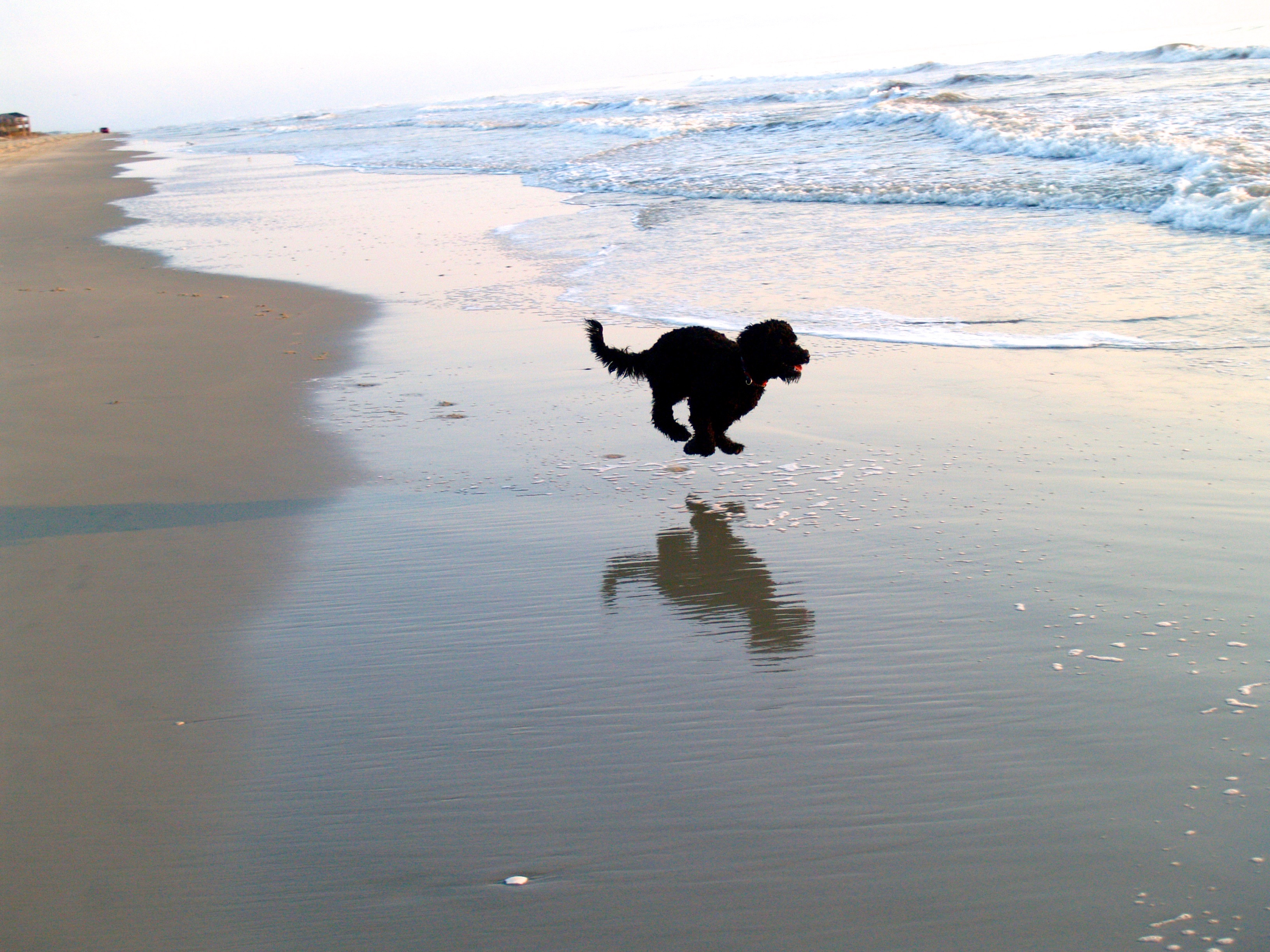 Sea Dog Kennels Portuguese Water Dog Picture