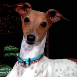 Italian Greyhound Picture