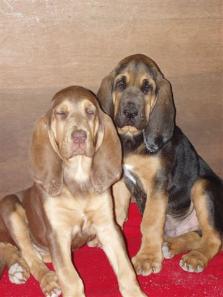 Bloodhound Picture