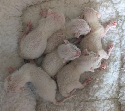 Sweet Siamese Siamese Picture