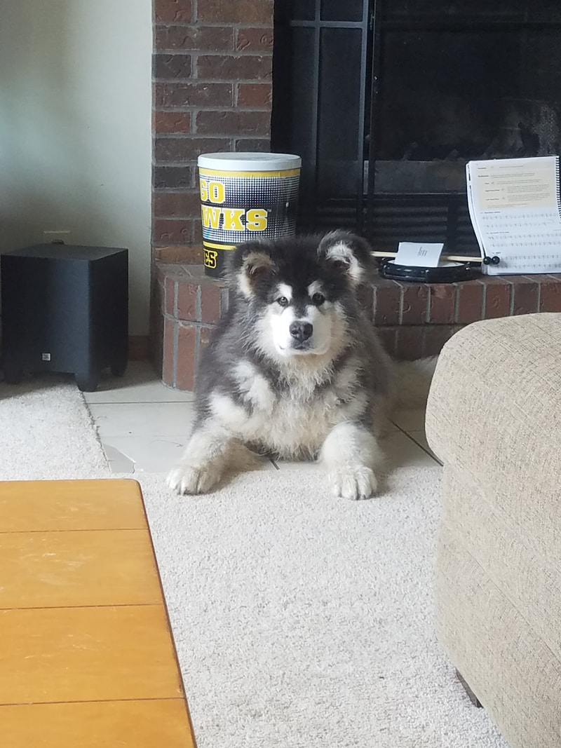 Alaskan Malamute Picture