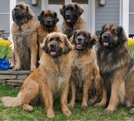 BOBEVS LEONBERGERS Leonberger Picture