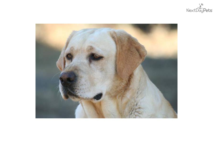 Labrador Retriever Picture