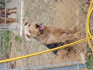 Von Herzenburg Airedale Terrier Picture