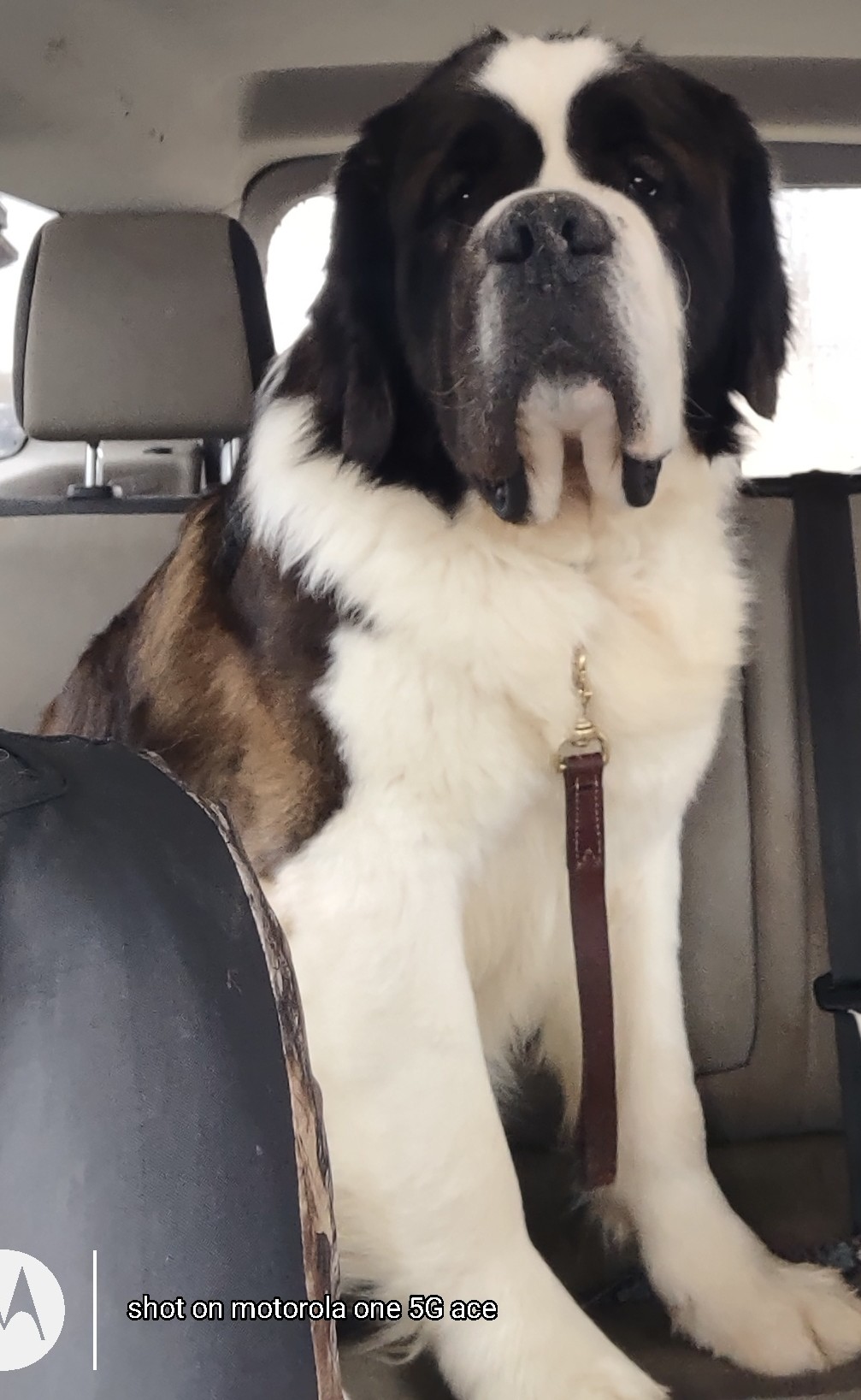 Breeder Uploaded Picture