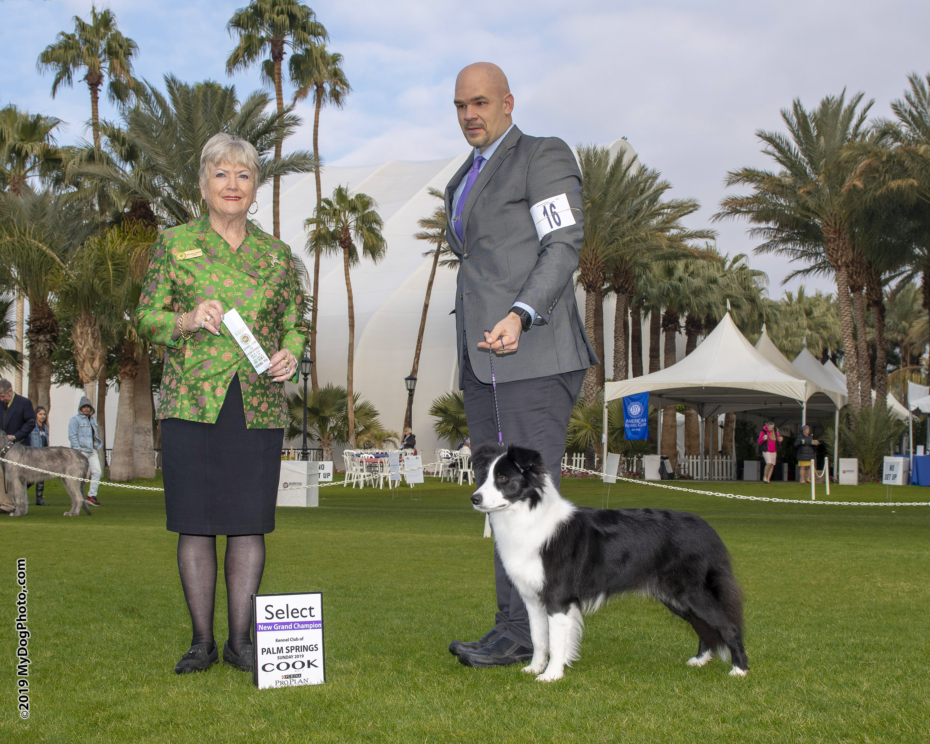 Overdrive Border Collies Border Collie Picture