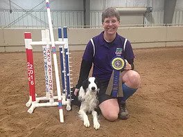 Border Collie Picture