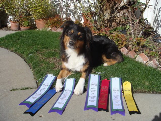 COPPER ROSE KENNELS Australian Shepherd Picture