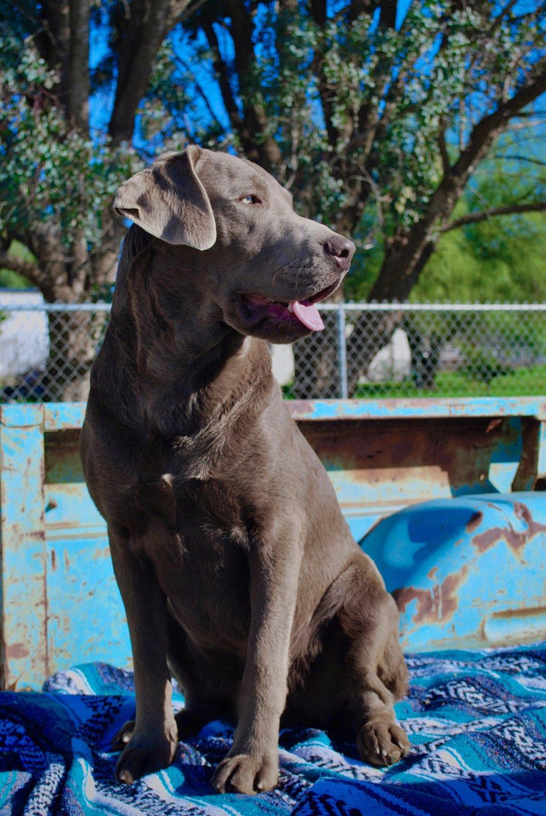 Wendover Labrador Retrievers Labrador Retriever Picture