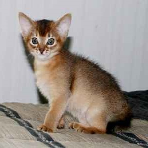 Abyssinian Picture