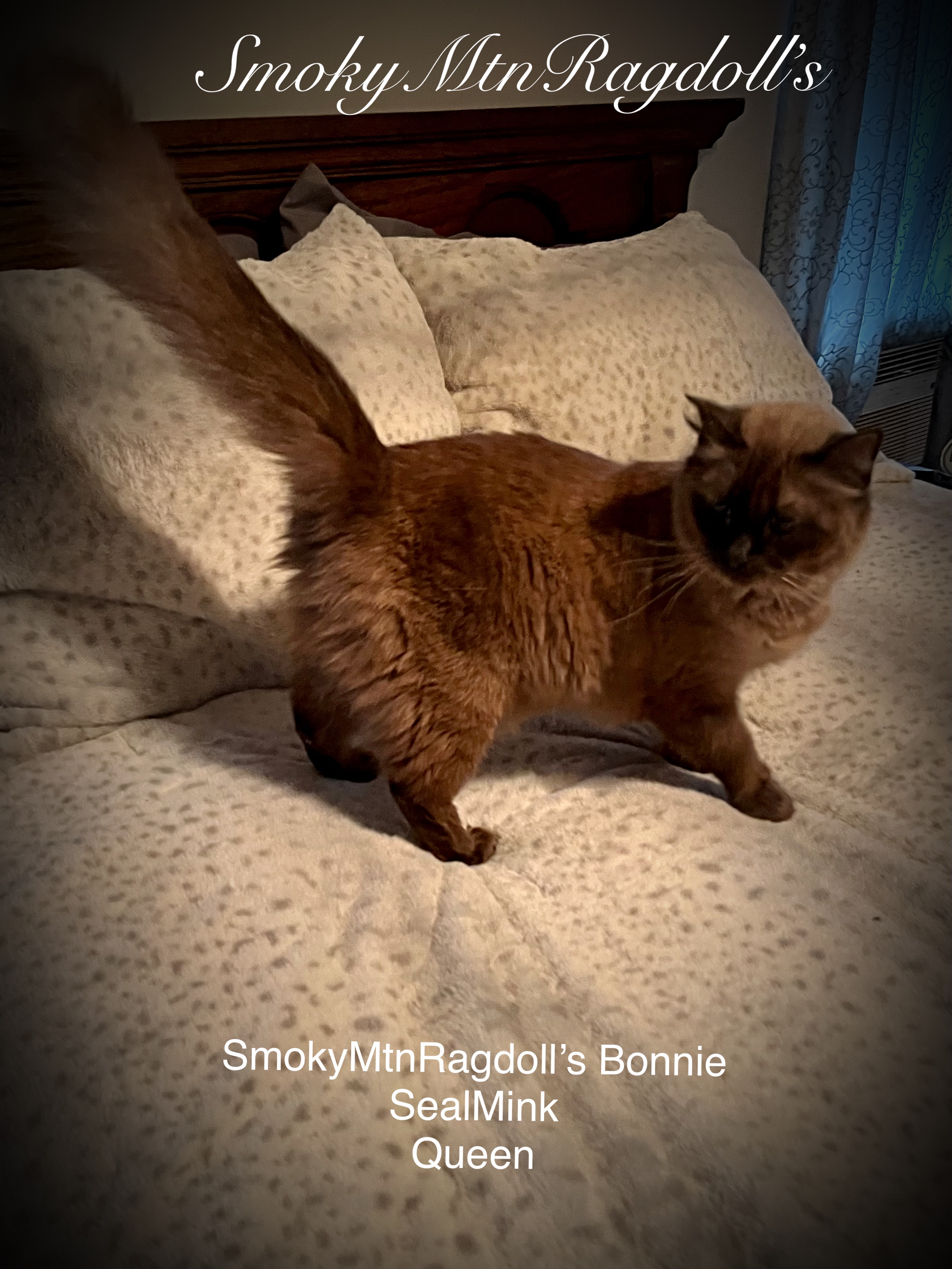 SmokyMtnRagdoll’s Ragdoll Picture