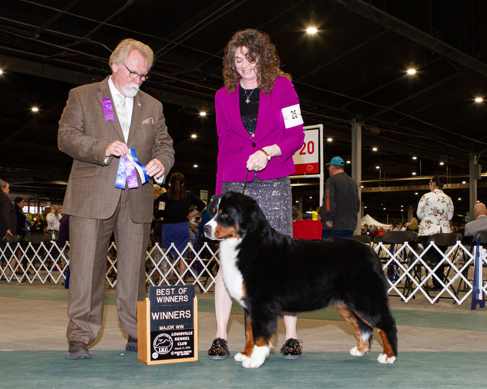 Devon\'s Berners Bernese Mountain Dog Picture