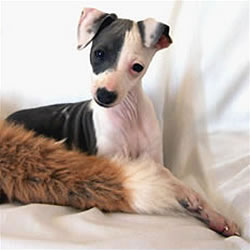 Italian Greyhound Picture