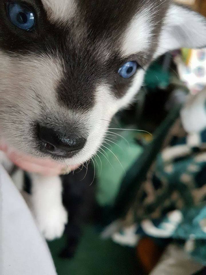 Alaskan Klee Kai Picture